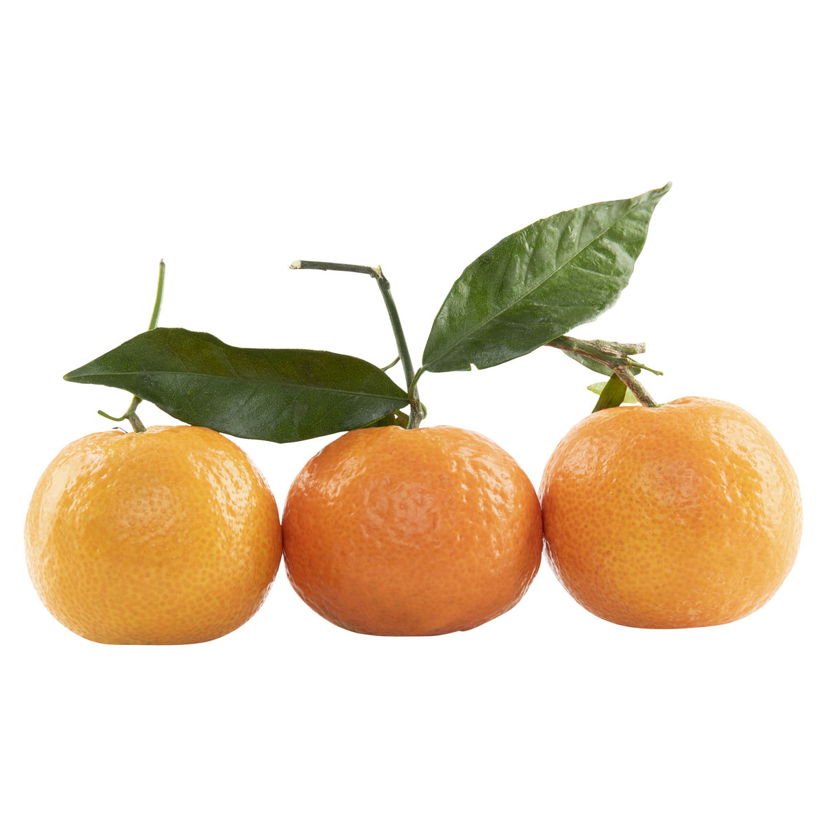 Carrefour Blad Clementine - 5 stuks