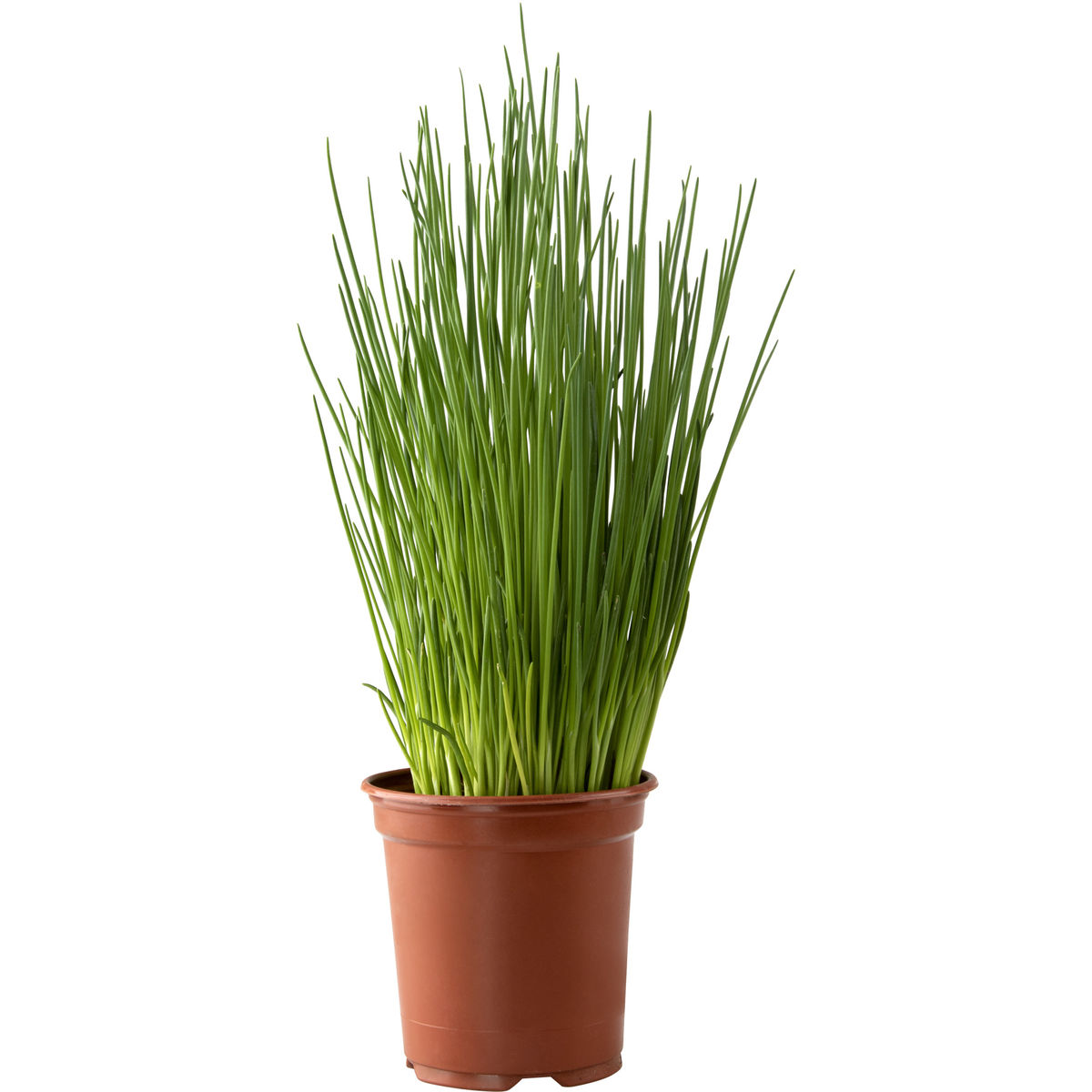 Carrefour Bio Ciboulette en pot